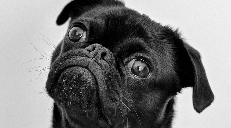 Early Warning Signs—What Behaviors Warrant a Visit to the Vet