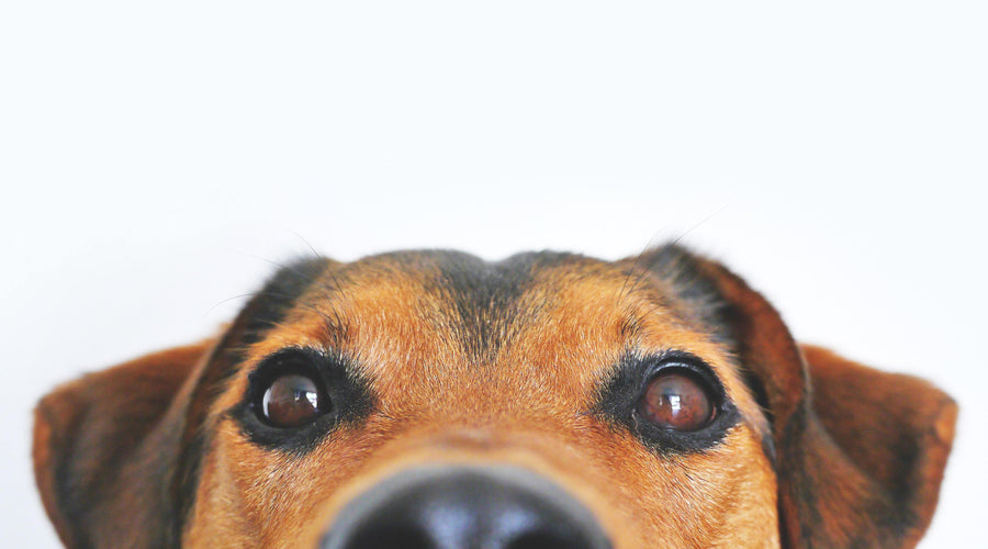 The Ultimate Guide to Summer Living: How to Prevent Heat from Affecting Your Pet