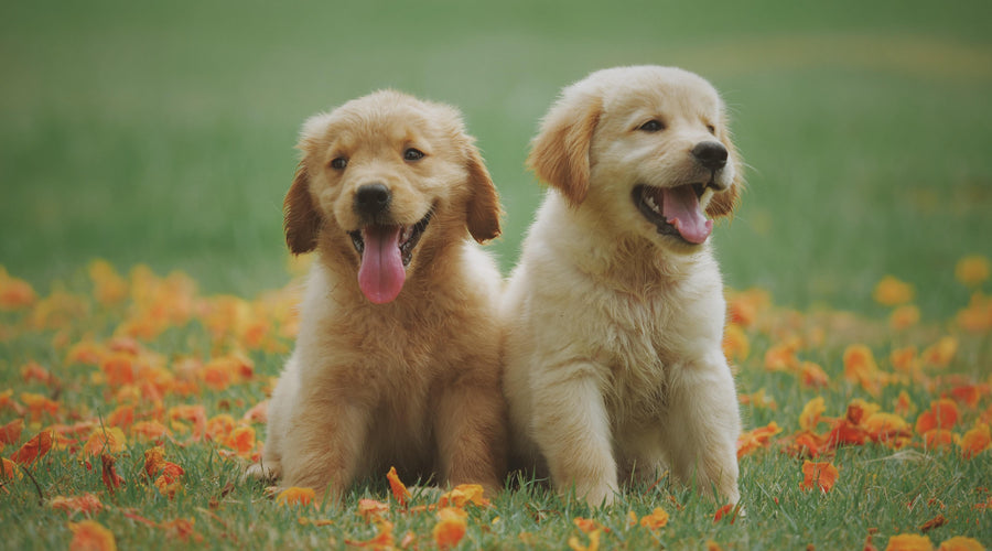 5 Ingredients to Avoid in Your Dog's Food