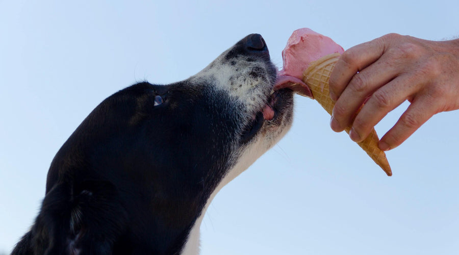 Show Your Dog You Care With These Homemade Pet Treats