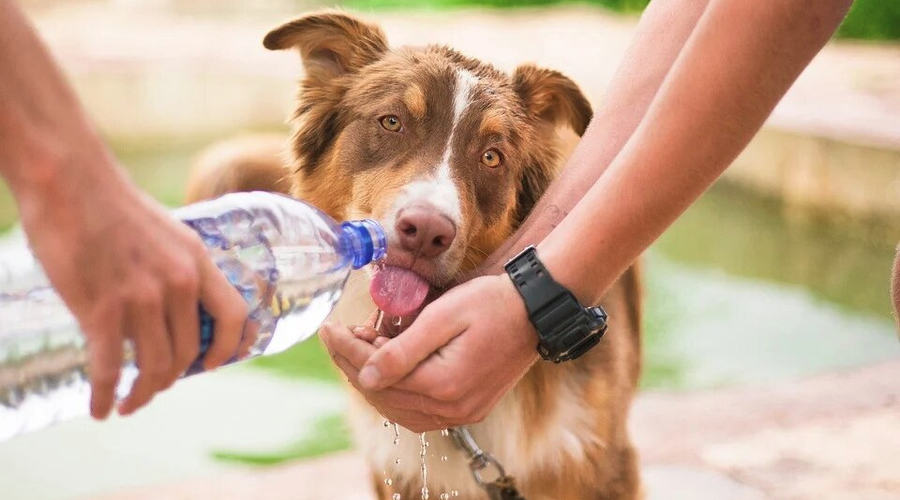 7 Tips for Caring for Senior Dogs
