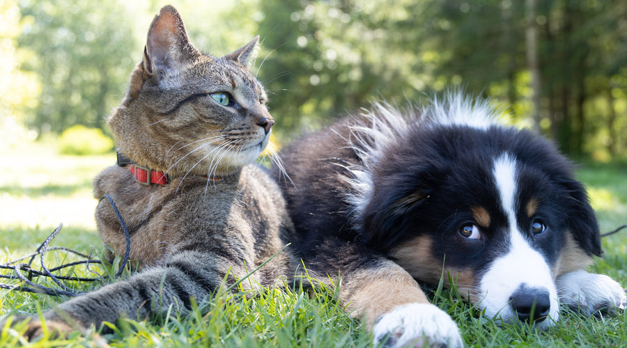 Tips on Owning Multiple Pets