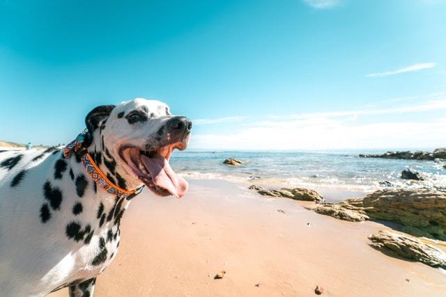 10 Tips for Keeping Pets Safe and Healthy in the Summer