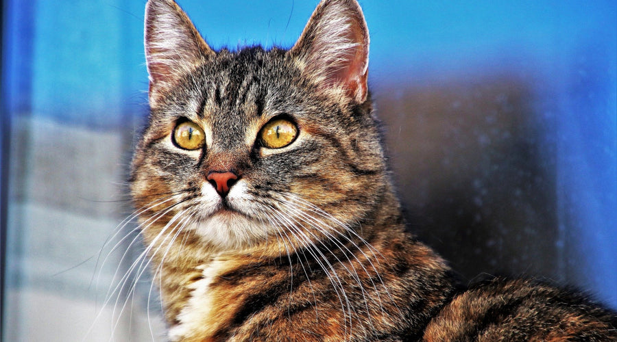 Best Gifts for Cat Lovers, According To Feline Behaviorists, Advocates & Enthusiasts