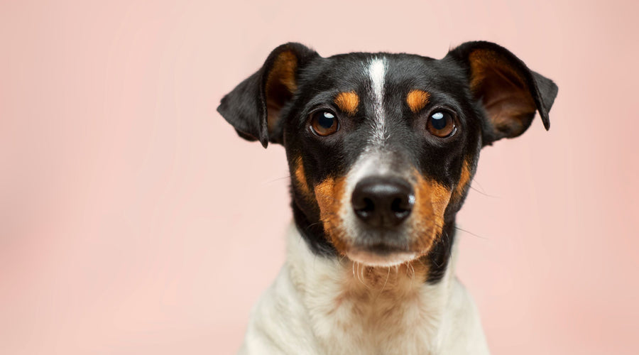 Got an Anxious Dog? How CBD Can Help Your Pet Become Happier and Healthier