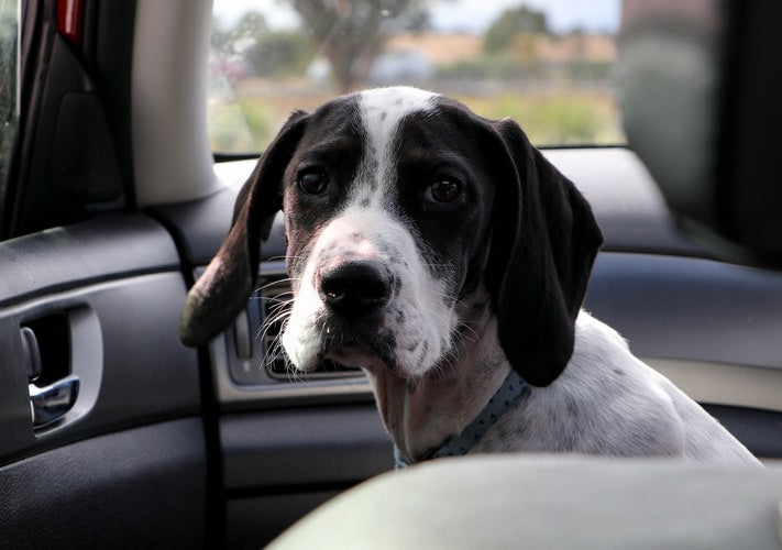 Anxiety in Dogs: What It Is & How You Can Prepare For It