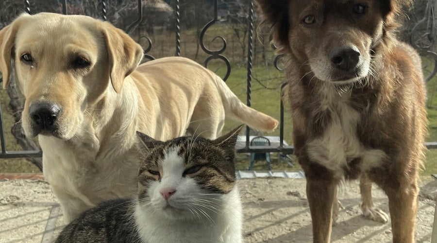 How to Get Your Dog and Cat in the Same Photo