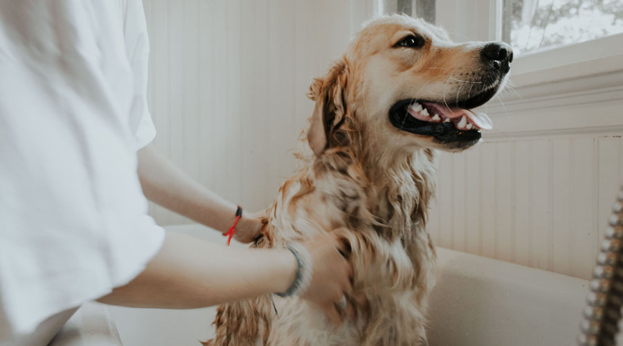 Freeing Your Dog and Cat from Fleas and Ticks