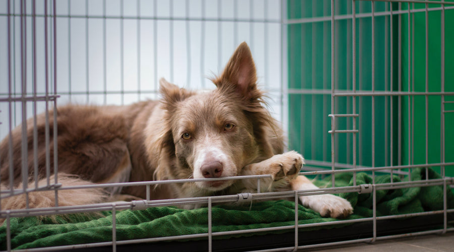 Crate Training for Puppies and Dogs