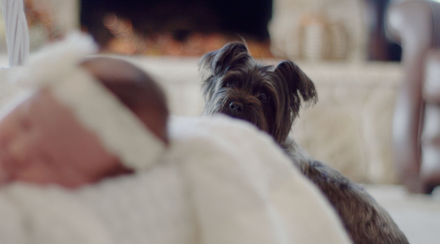 The Best Way to Introduce Your Fur Baby to Your New Baby
