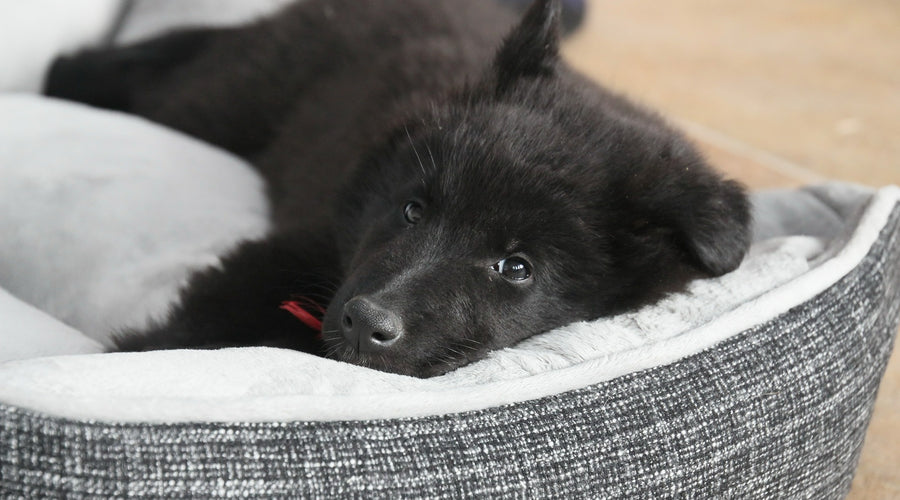 Help! My Dog is Afraid of the Vacuum