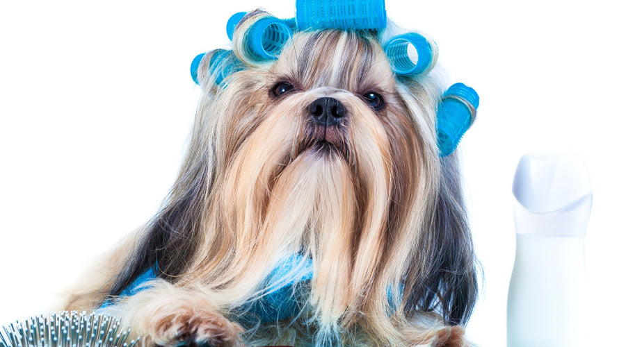 Grooming advice for dogs [How to groom, Best haircuts & Grooming products]