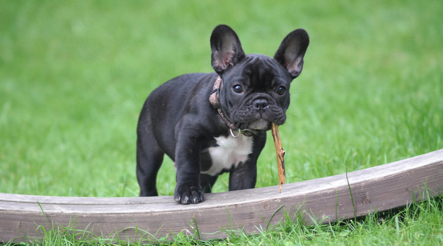 French Bulldog Health Problems: 8 Common Symptoms