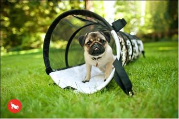 Winter Activities for Your Dog