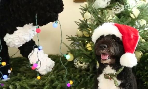 First Dog Bo Gets Festive