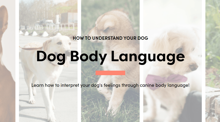 The Ultimate Guide to Dog Body Language