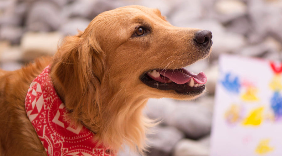 11 Best Outfits for Pet Dogs in 2023