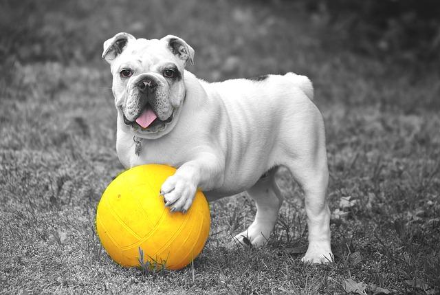5 Ways to Protect Your Pets from Harm or Accident