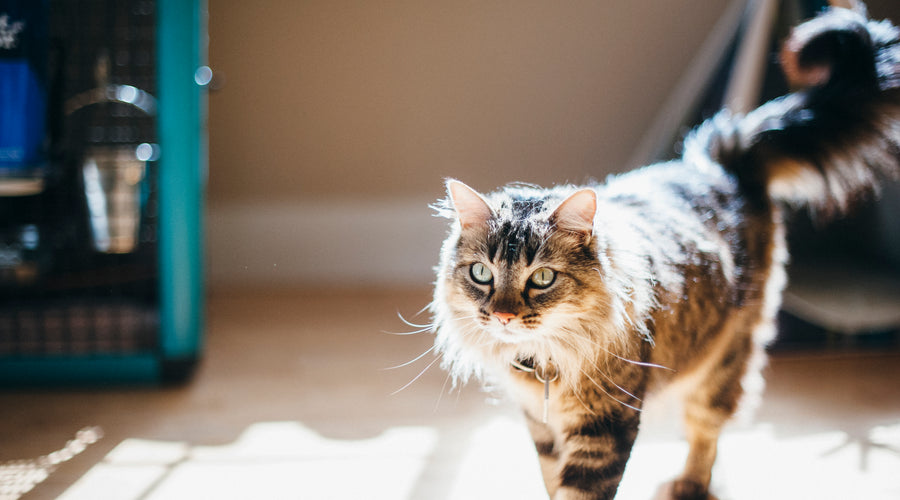 Awesome Ideas for Throwing a Cat Birthday Party