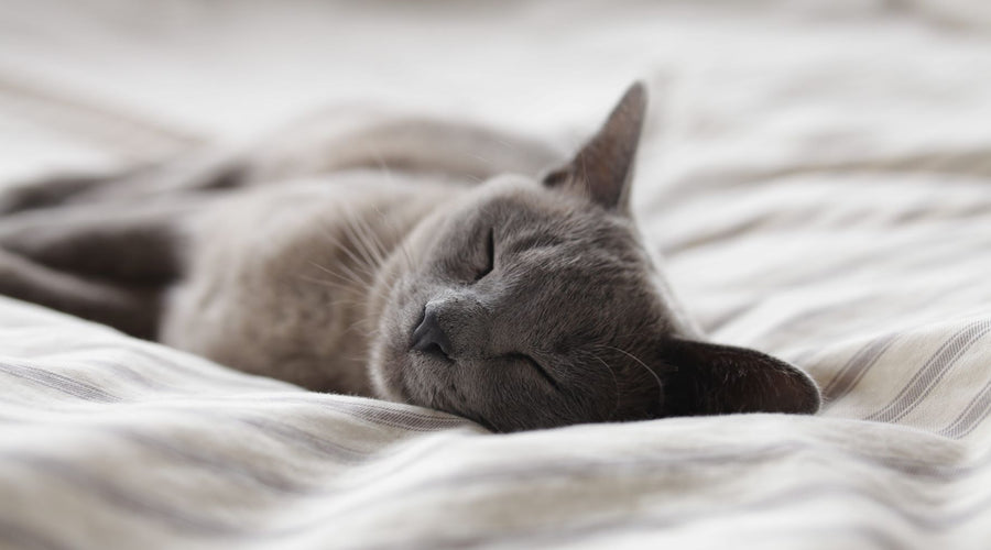 Top 7 Ideas For How to Keep Your Cat Entertained