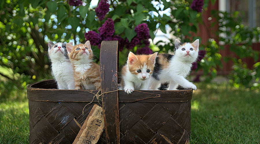 Cat Personalities: Considerations for Your Lifestyle
