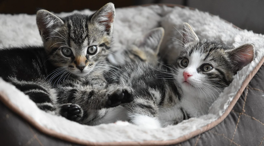 Is CBD Healthy for Your Cat?