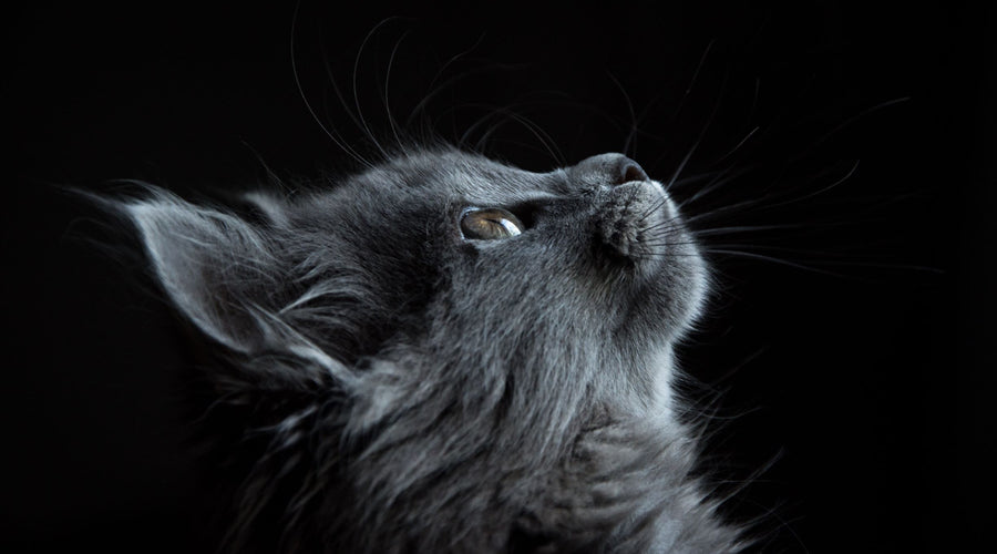 Tips for Keeping Your Cat Healthy During the Pandemic