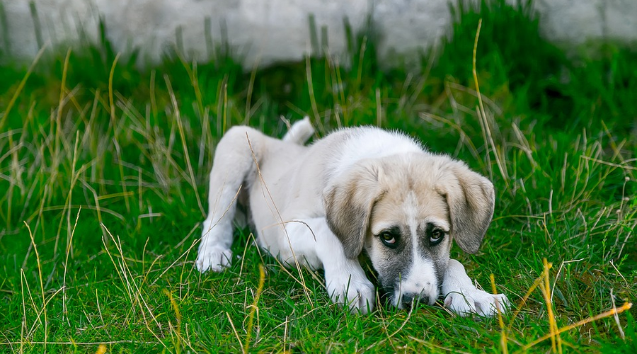 7 Best CBD Oil for a Dog with Arthritis