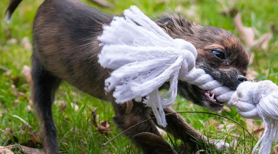 5 bad habits that your dog should be avoiding