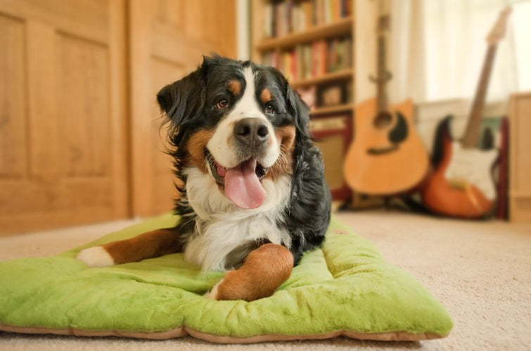 Mental Health Benefits of Emotional Support Animals