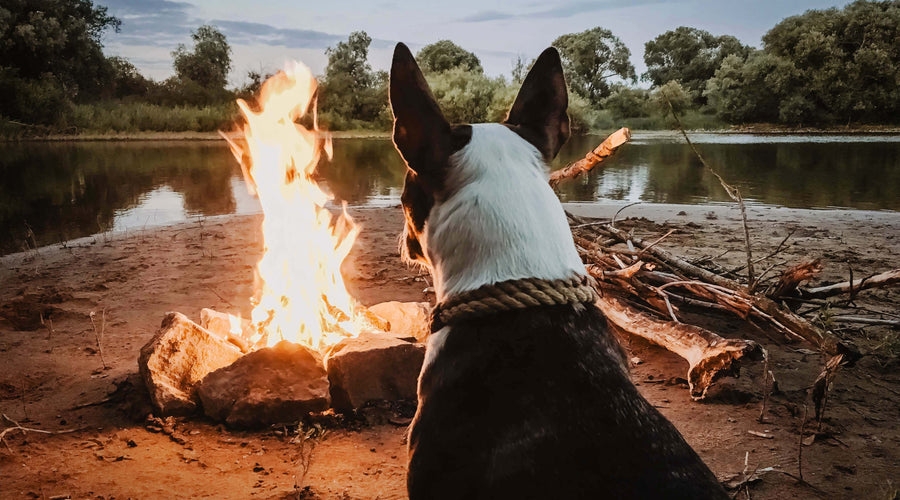 This Is the Most Pet-Friendly Vacation You Can Take