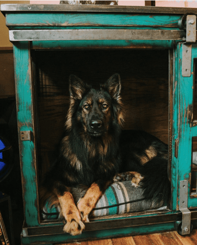 The Right Kennel For The Right Dog