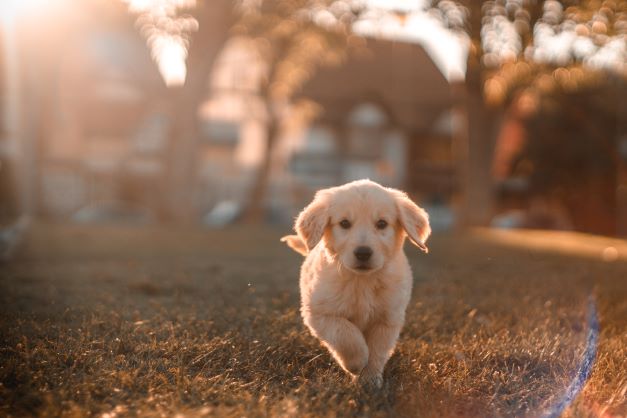 How To Handle These 4 Common Unwanted Behavior Among Puppies