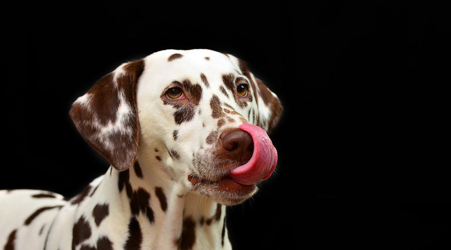 The Top 4 Benefits of Glucosamine for Dogs