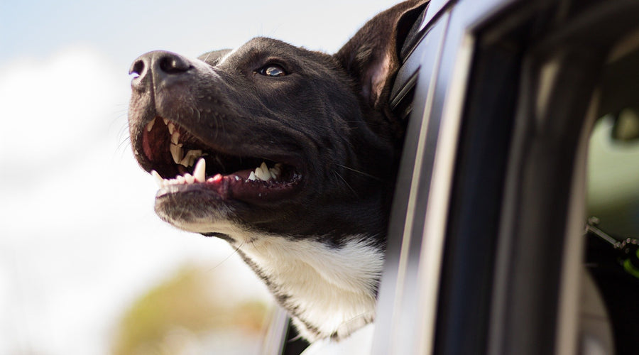 How to Keep Your Pet Happy and Healthy This Summer