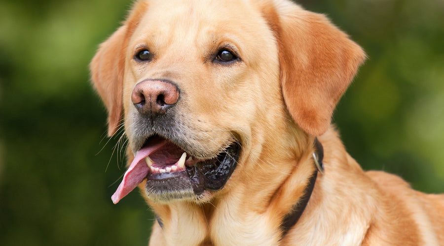 How to Keep Your Pets Healthy on a Natural Foods Diet