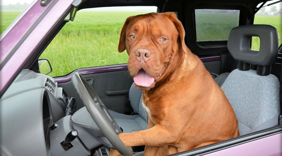 Road Tripping with Your Canine Friend