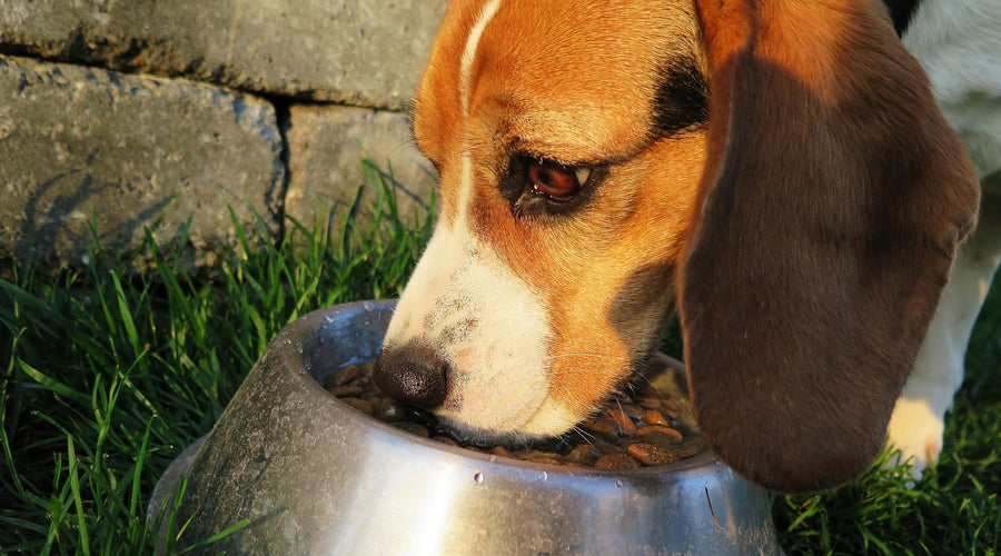 How to Know if Your Dog Has a Food Allergy