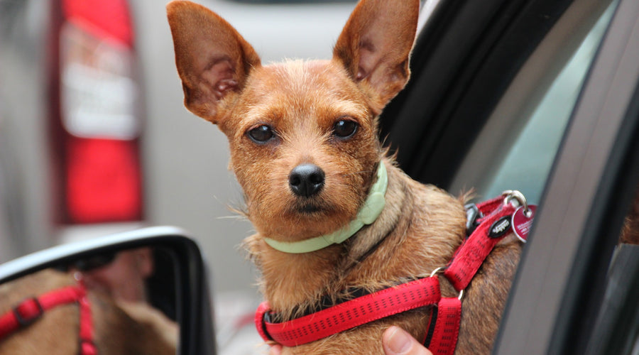 Traveling With Your Pet: Top Ideas and Destinations