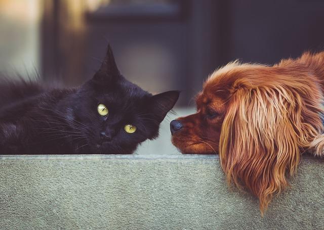The Difference in Nutritional Requirements For Cats & Dogs