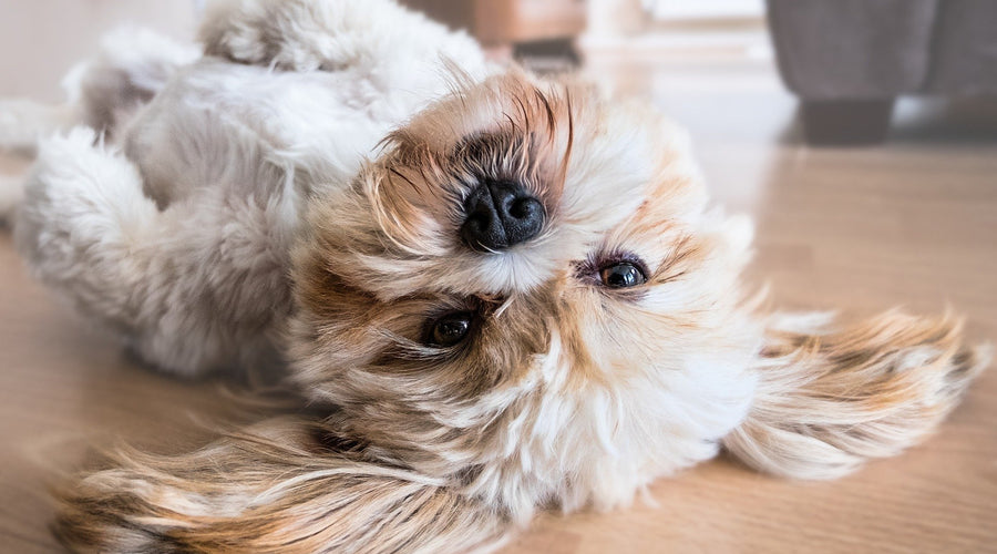 CBD Oil for Dogs: Everything You Need to Know