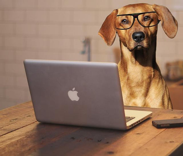 How to Create an Amazing Dog-Friendly Office