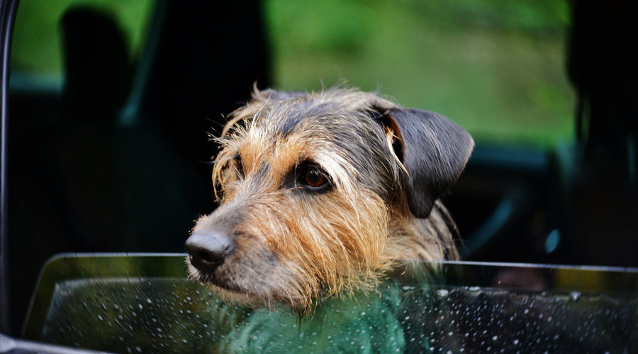 Tips for taking your dog in a rental car
