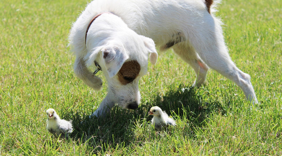 How To Introduce Your Chickens And Dogs To Each Other