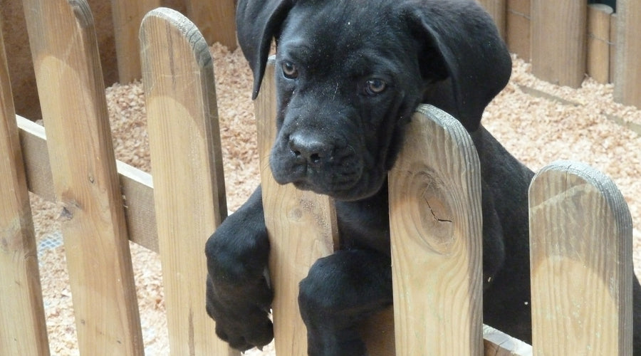 The Benefits and Challenges of Pet Ownership for Seniors