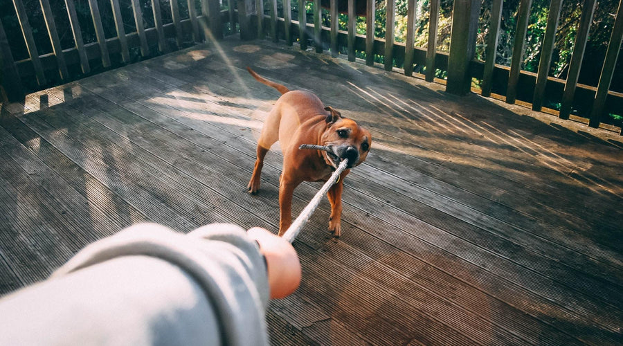 Why Dogs Need Daily Exercise For More Restful Sleep