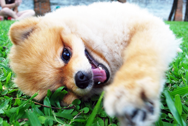 Homemade Dog Treats – What to Consider