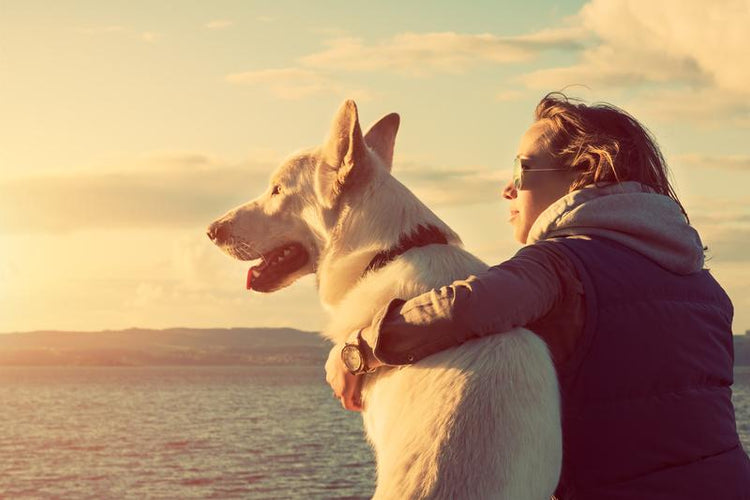 5 Pet Safety Concerns You Need to Know About