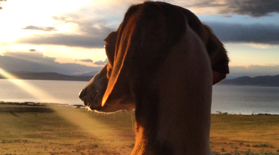 How to Know if You're Ready to Have a Dog