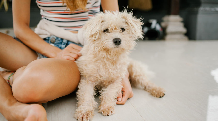Downsizing With a Pet: Simple, Actionable Tips for Every Step of the Process